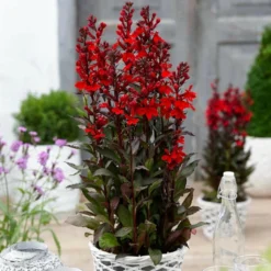 Roots Plants Lobelia 'Starship Scarlet'