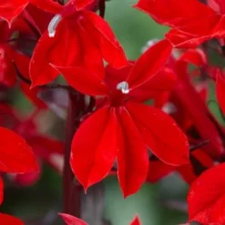 Roots Plants Lobelia 'Starship Scarlet'