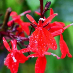 Roots Plants Lobelia 'Starship Scarlet'