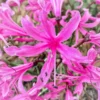 Roots Plants Guernsey Lily | Nerine Bowdenii | 3L Pot 2 Roots Plants Guernsey Lily | Nerine Bowdenii | 3L Pot