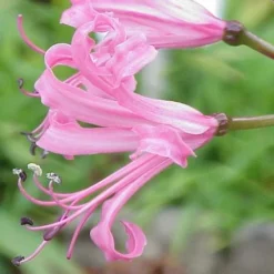 Roots Plants Guernsey Lily | Nerine Bowdenii | 3L Pot
