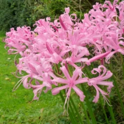 Roots Plants Guernsey Lily | Nerine Bowdenii | 3L Pot