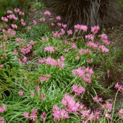 Roots Plants Guernsey Lily | Nerine Bowdenii | 3L Pot