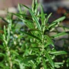Roots Plants Perennials Barbeque Rosemary Plant | 3L Pot