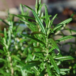 Roots Plants Perennials Barbeque Rosemary Plant | 3L Pot