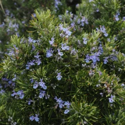 Roots Plants Perennials Barbeque Rosemary Plant | 3L Pot