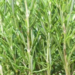 Roots Plants Perennials Barbeque Rosemary Plant | 3L Pot