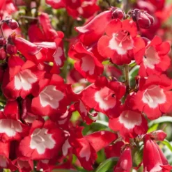 Roots Plants Perennials Penstemon 'Phoenix Red' | 3L Pot