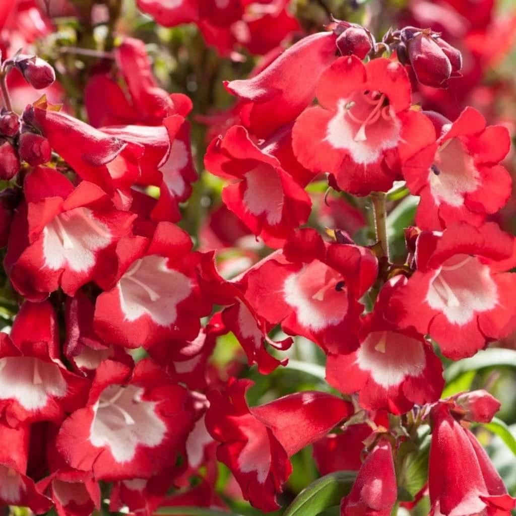 Roots Plants Perennials Penstemon 'Phoenix Red' | 3L Pot 3 Roots Plants Perennials Penstemon 'Phoenix Red' | 3L Pot