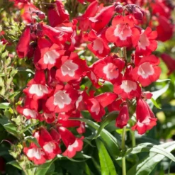 Roots Plants Perennials Penstemon 'Phoenix Red' | 3L Pot