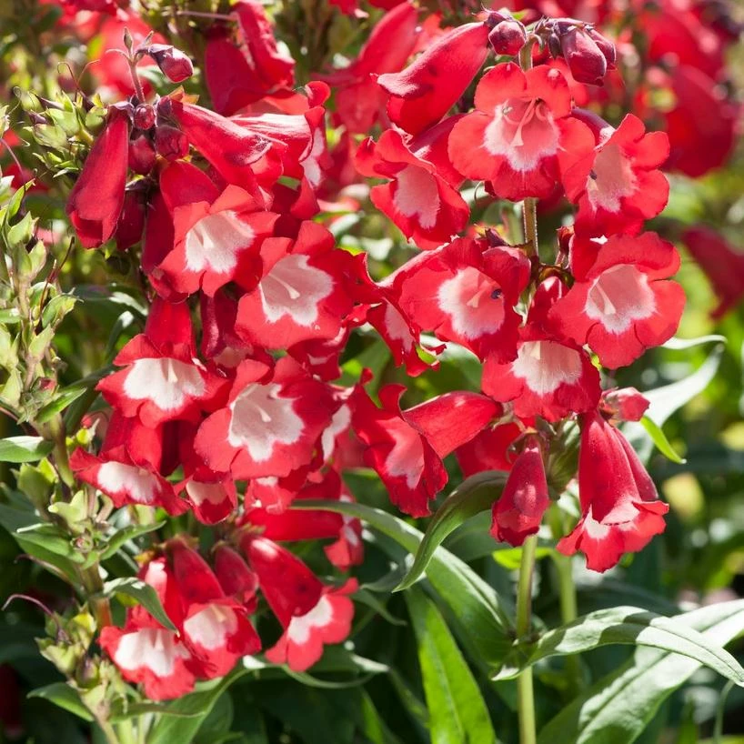 Roots Plants Perennials Penstemon 'Phoenix Red' | 3L Pot 4 Roots Plants Perennials Penstemon 'Phoenix Red' | 3L Pot