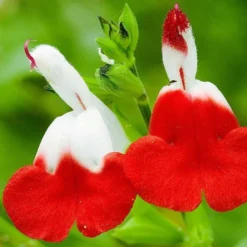 Roots Plants Salvia 'Hot Lips'