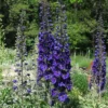Roots Plants Perennials Delphinium 'Dark Blue Black Bee'