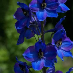 Roots Plants Perennials Delphinium 'Dark Blue Black Bee'