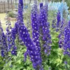 Roots Plants Perennials Delphinium 'Dark Blue White Bee' 1 Roots Plants Perennials Delphinium 'Dark Blue White Bee'