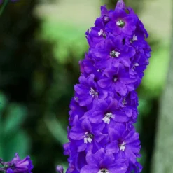 Roots Plants Perennials Delphinium 'Dark Blue White Bee'