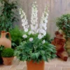 Roots Plants Delphinium 'Pure White'