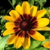 Roots Plants Rudbeckia Sunbeckia Alicia | 5L Pot