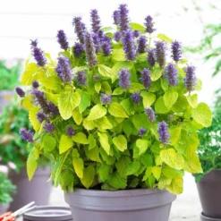 Roots Plants Perennials Agastache 'Little Adder'