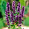 Roots Plants Perennials Agastache 'Little Adder'