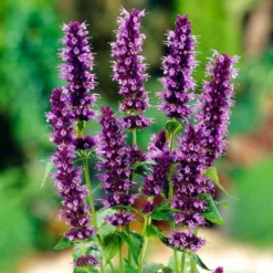 Roots Plants Perennials Agastache 'Little Adder'