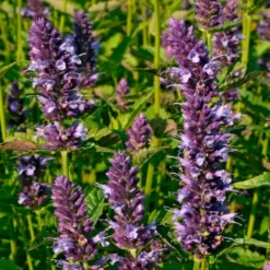 Roots Plants Perennials Agastache 'Little Adder' 9 Roots Plants Perennials Agastache 'Little Adder'