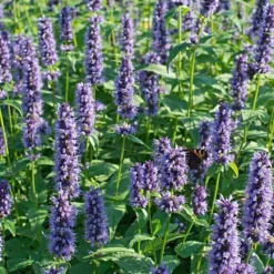 Roots Plants Perennials Agastache 'Little Adder' 11 Roots Plants Perennials Agastache 'Little Adder'