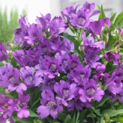 Roots Plants Alstroemeria 'Inticancha Indigo'