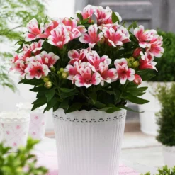 Roots Plants Alstroemeria 'Inticancha Maya' Perennials