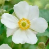 Roots Plants Anemone 'Elfin Swan' Perennials 2 Roots Plants Anemone 'Elfin Swan' Perennials