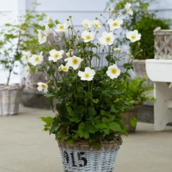 Roots Plants Anemone 'Elfin Swan' Perennials