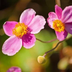 Roots Plants Perennials Anemone 'Lady Diana'