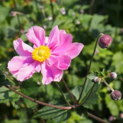 Roots Plants Perennials Anemone 'Lady Diana'