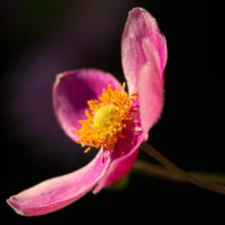 Roots Plants Perennials Anemone 'Lady Diana'