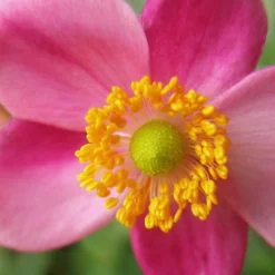 Roots Plants Perennials Anemone 'Lady Diana'