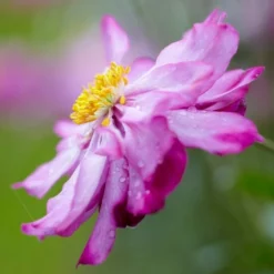 Roots Plants Anemone 'Lady Julia' Perennials