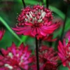 Roots Plants Astrantia 'Star Of Love' Perennials