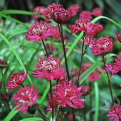 Roots Plants Astrantia 'Star Of Love' Perennials