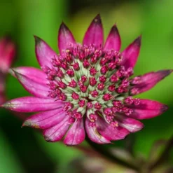 Roots Plants Astrantia 'Star Of Love' Perennials