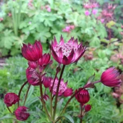 Roots Plants Astrantia 'Star Of Love' Perennials