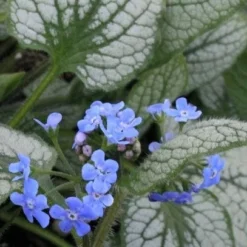 Roots Plants Brunnera 'Sterling Silver'