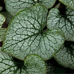 Roots Plants Brunnera 'Sterling Silver'