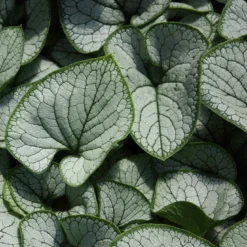 Roots Plants Brunnera 'Sterling Silver'