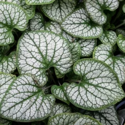 Roots Plants Brunnera 'Sterling Silver'