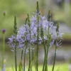 Roots Plants Perennials Camassia 'Caerulea'