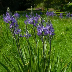 Roots Plants Perennials Camassia 'Caerulea'