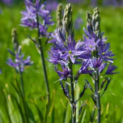 Roots Plants Perennials Camassia 'Caerulea'