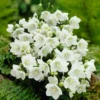 Roots Plants Campanula 'Alba' Perennials