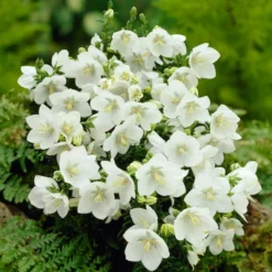 Roots Plants Campanula 'Alba' Perennials