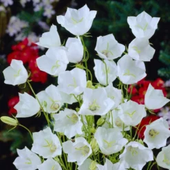 Roots Plants Campanula 'Alba' Perennials